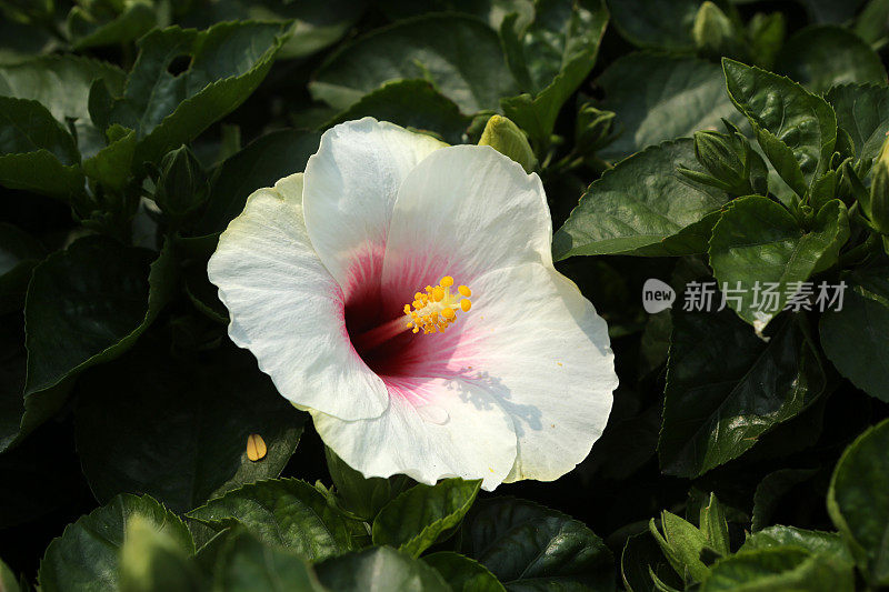 木槿(Hibiscus Rosa-Sinensis / Chinese Hibiscus